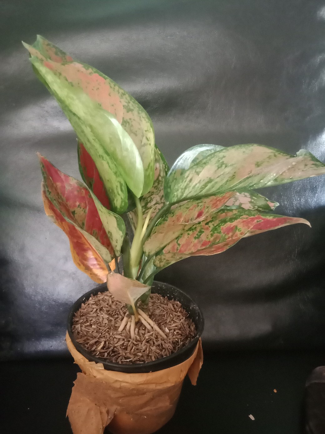 Tanaman Hias/bunga Hias Aglonema Heng Heng Indukan