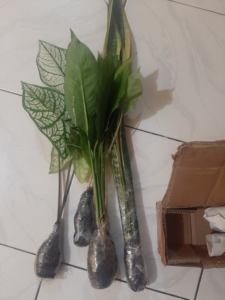 Tanaman Hias Caladium White Christmas