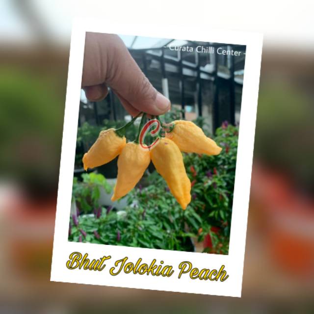 

Buah / Biji BHUT JOLOKIA PEACH