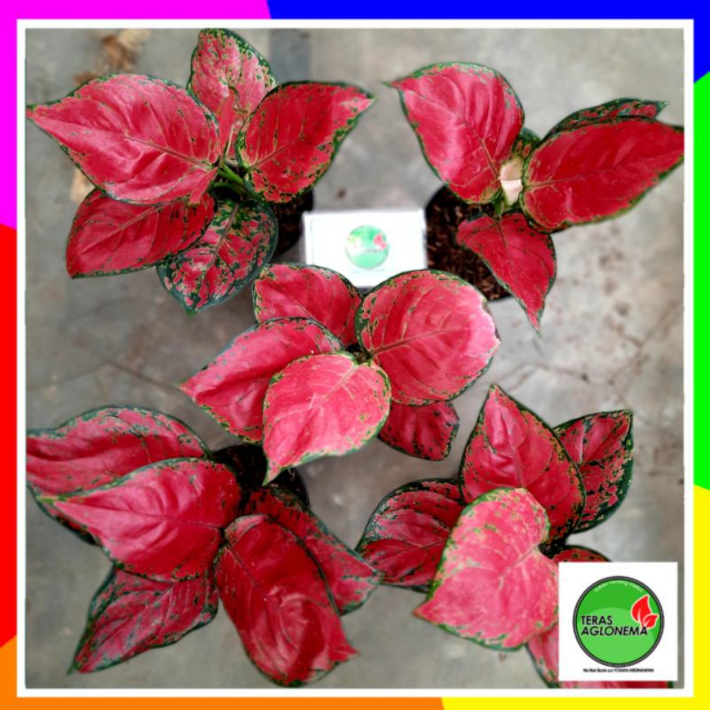 [BISA COD]aglonema paket red anja remaja/ aglonema red anjamani remaja murah / aglonema import murah