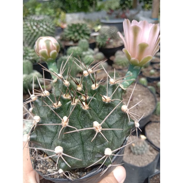 kaktus gymno besar on pot 10 cm/kaktus Pasaman/kaktus ownroot