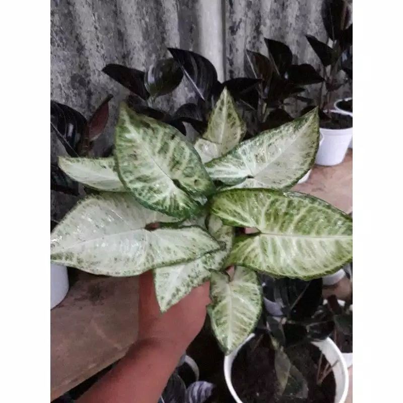tanaman hias syngonium putih mini