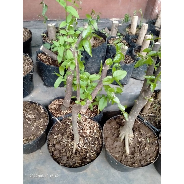 stek batang anting putri