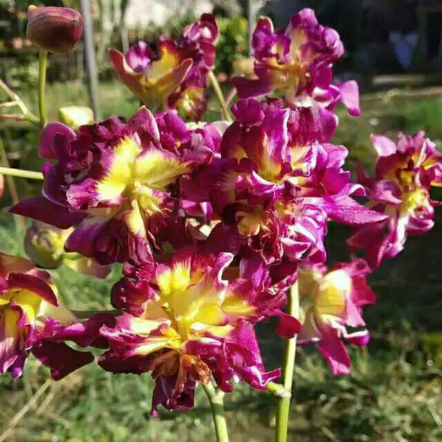 Anggrek Dendrobium Mawar Burana Sunshine Mutation Shopee Anggrek Dendrobium Mawar Burana Sunshine Mutation Shopee