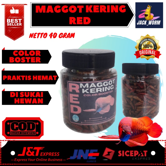 Maggot Kering Pakan Ikan Channa Red Barito Auranti Limbata Pulchra Oscar Tiger Batik Albino Makanan 