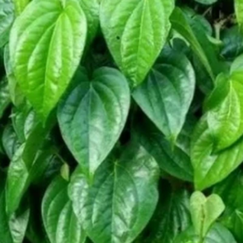 

DAUN SIRIH ORGANIK.HIJAU.1KG.SEGAR.