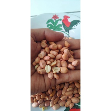 

kacang tanah lokal murah