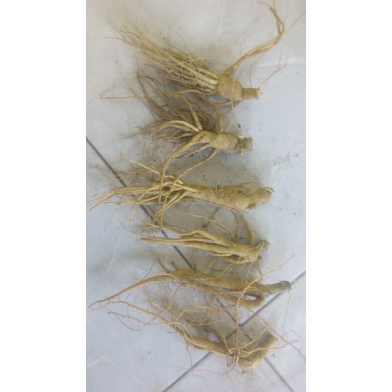 

Ginseng 100gr - 500gr