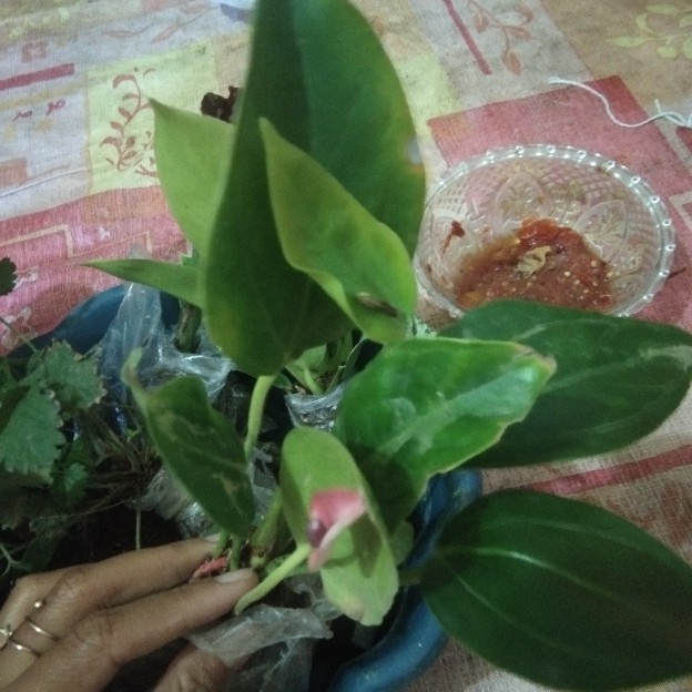 Begonia Kerang
