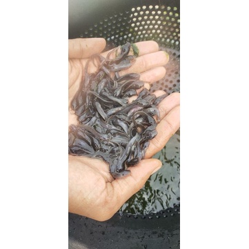 Bibit Lele sangkuriang 5-6cm