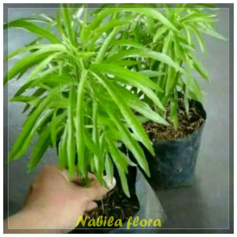 Pohon hias zodia-pohon hias pengusir nyamuk murah