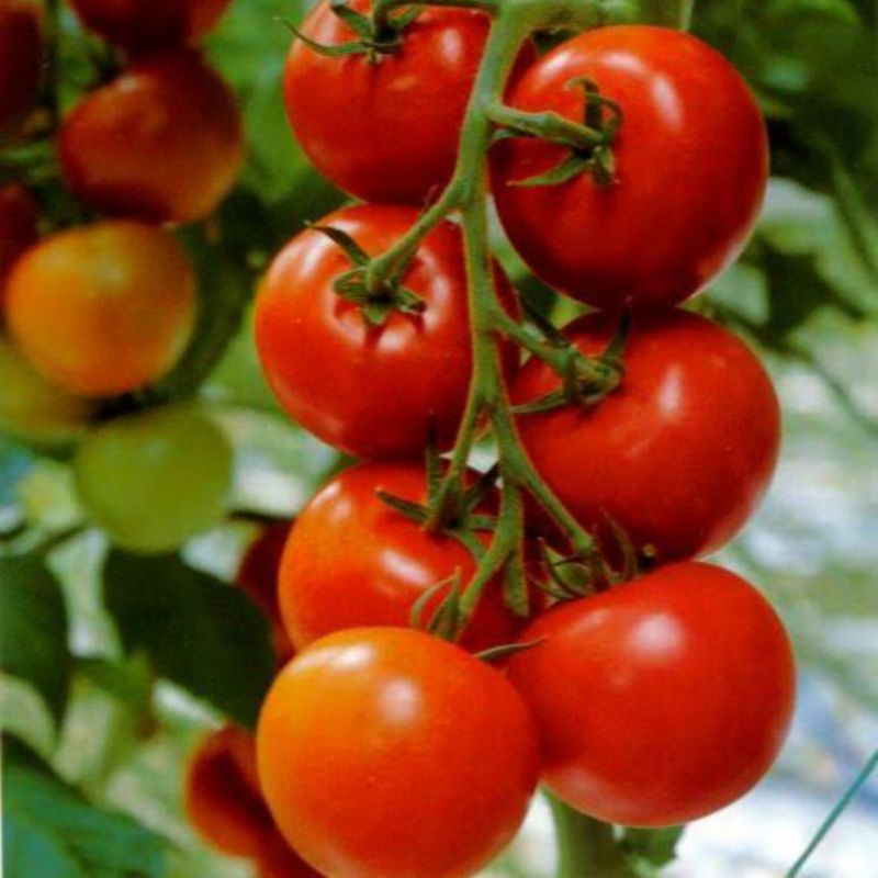 30 BIBIT buah Tomat unggul paling murah