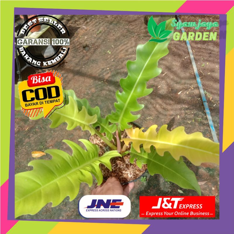 Tanaman hias philo golden show / philo gergaji golden