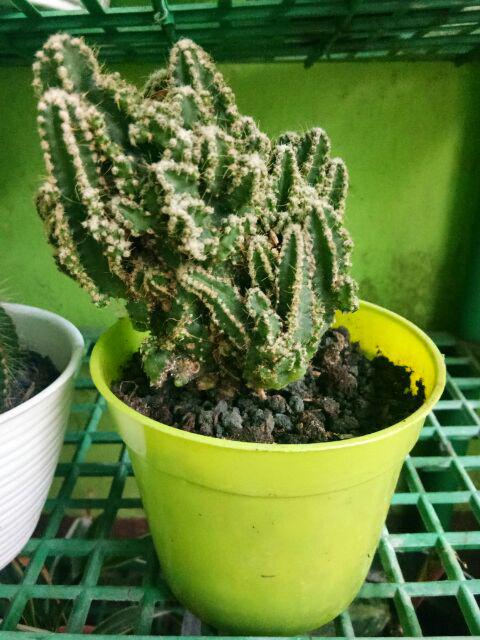 Kaktus Candi (cereus Tetragonous)