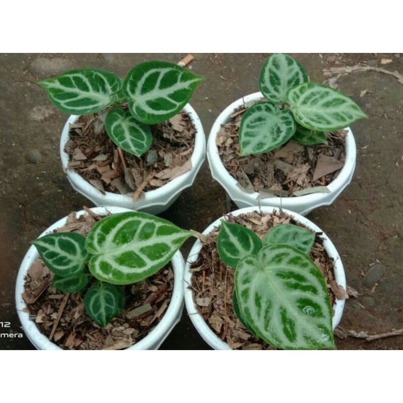 Uk. Remaja Anthurium mangkok Silver / Kuping Gajah Silver Ukuran Remaja