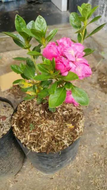 Bunga Azalea Pink Tumpuk