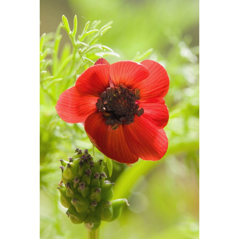 Benih Bibit Biji - Bunga Summer Pheasant's Eye Flower Seeds - IMPORT