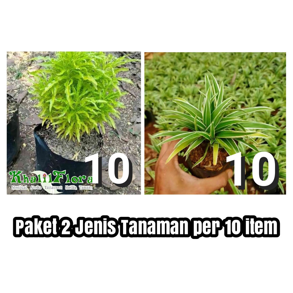 Tanaman Hias Hidup Bunga Hias // Paket 2 Jenis Tanaman Per 10