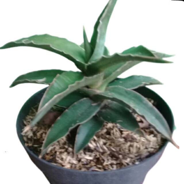 Tanaman hias sensipera mawar.