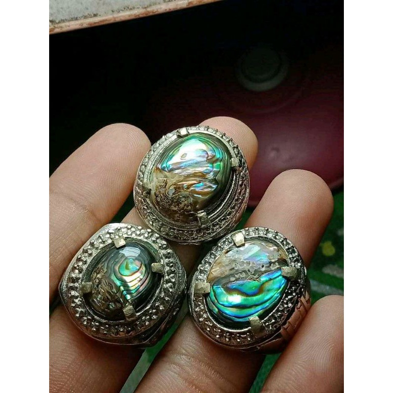 fosil kerang abaloncel