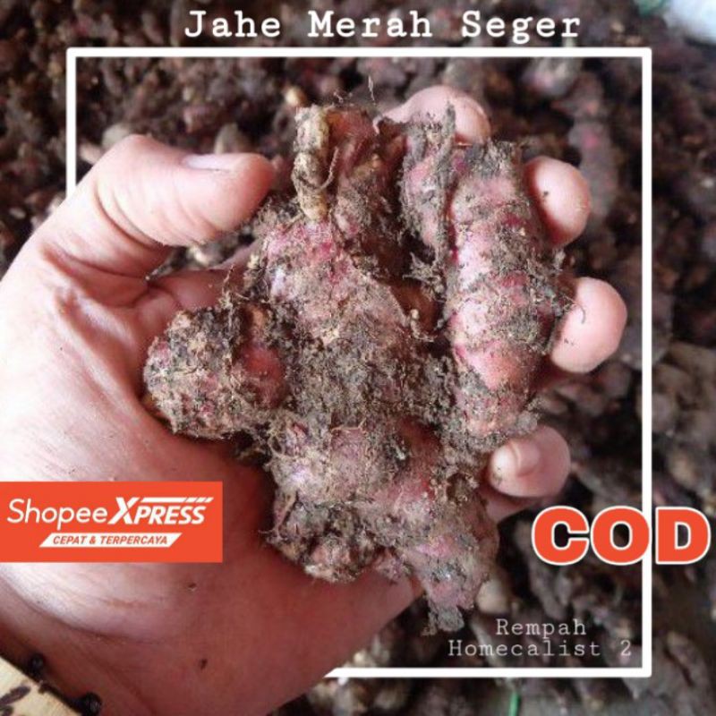 

jahe merah 500gr Jahe Merah Medan Jahe Merah Segar