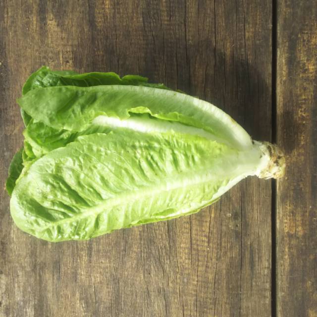 

Letuce Romaine 250 Gram