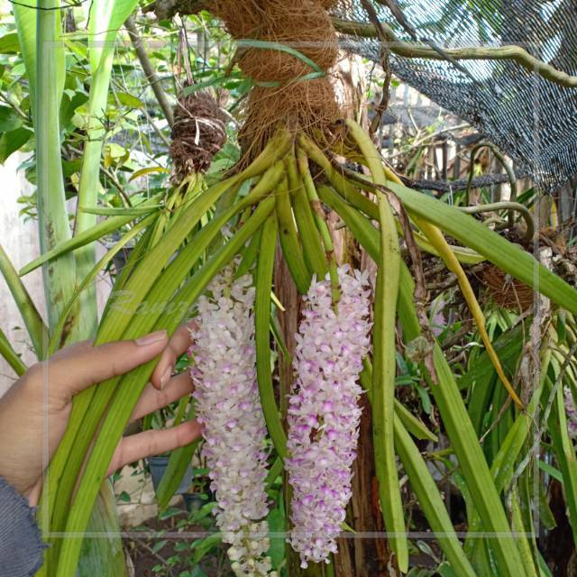 anggrek ricontilis retusa ekor tupai kondisi dewasa dan spike