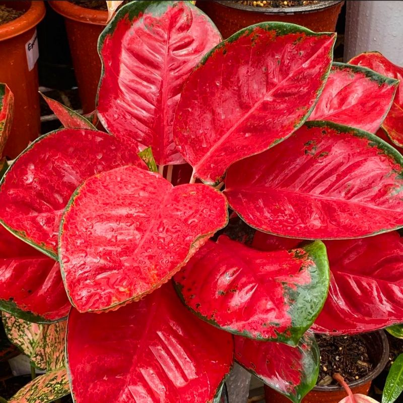 Tanaman hias aglonema suksom jaipong-aglaonema - tanaman hias-tanaman bunga-tanaman hidup aglonema-a