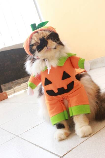 Kostum untuk halloween buah labu / baju kucing lucu murah meriah cosplay size S M L XL