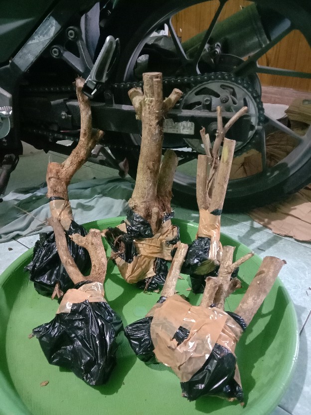 Bunga Lantana Bunga Oren