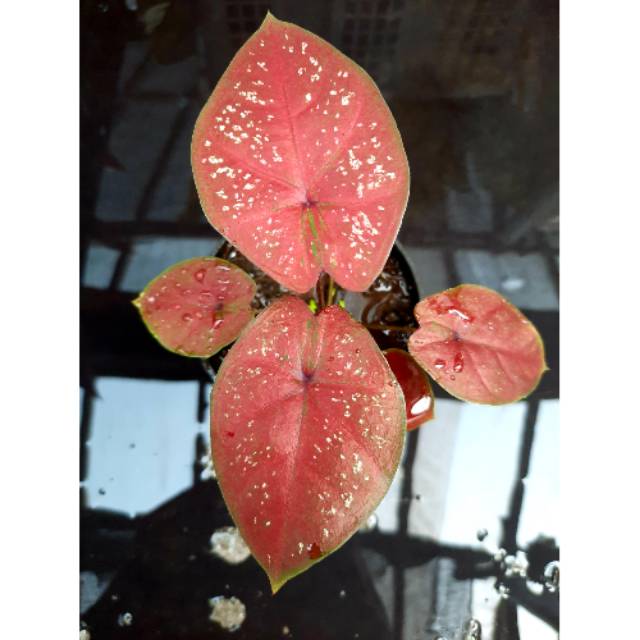 Tanaman Hias Caladium Keladi Hias Bibit Doh Dark Of Heart Shopee Indonesia