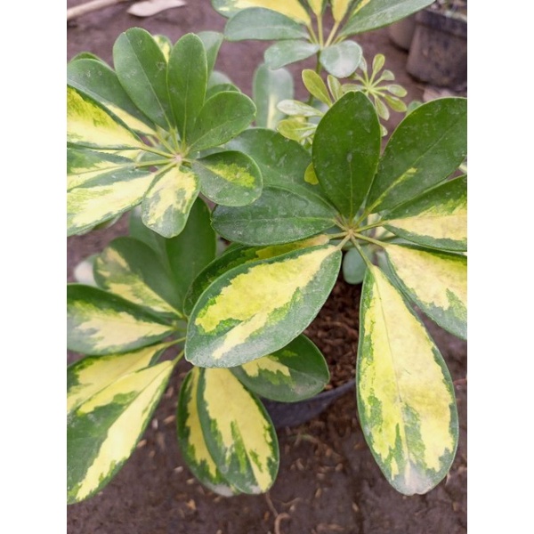 TANAMAN HIAS WALISONGO VARIGATA/WALISONGO GOLDEN