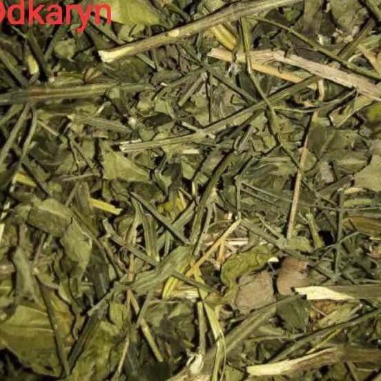 

[awalan] DAUN SAMBIROTO/SAMBIlOTO kering 1kg ⊇