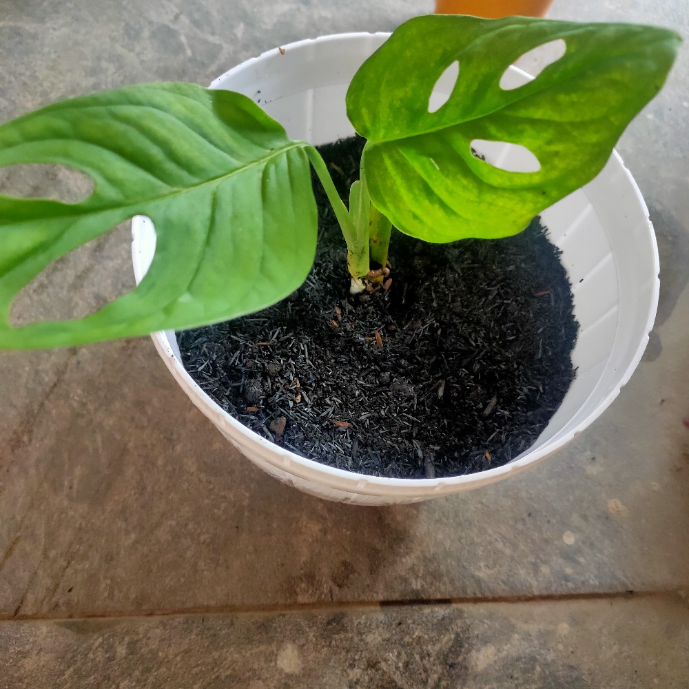 Tanaman Hias Philodendron Swiss(swiss Ceese Vine)