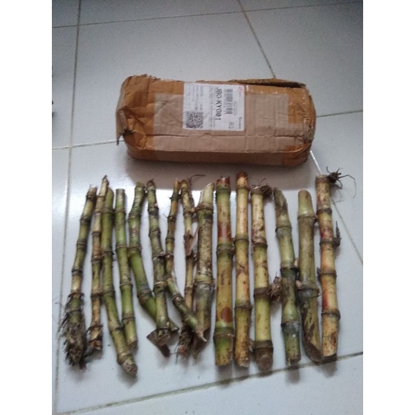 bibit terubuk- turubuk- telur tebu- bibit stek terubuk siap tanam