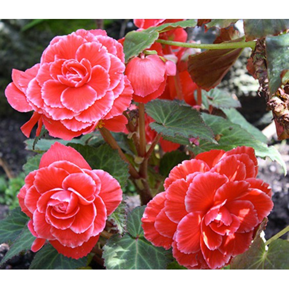 Tanaman Hias Begonia Bunga Merah - Tanaman Begonia