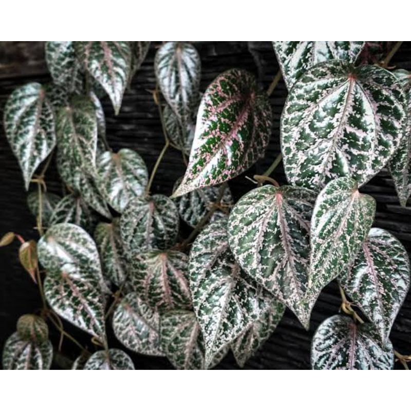 sirih Wulung asli baru di petik (suruh wulung)