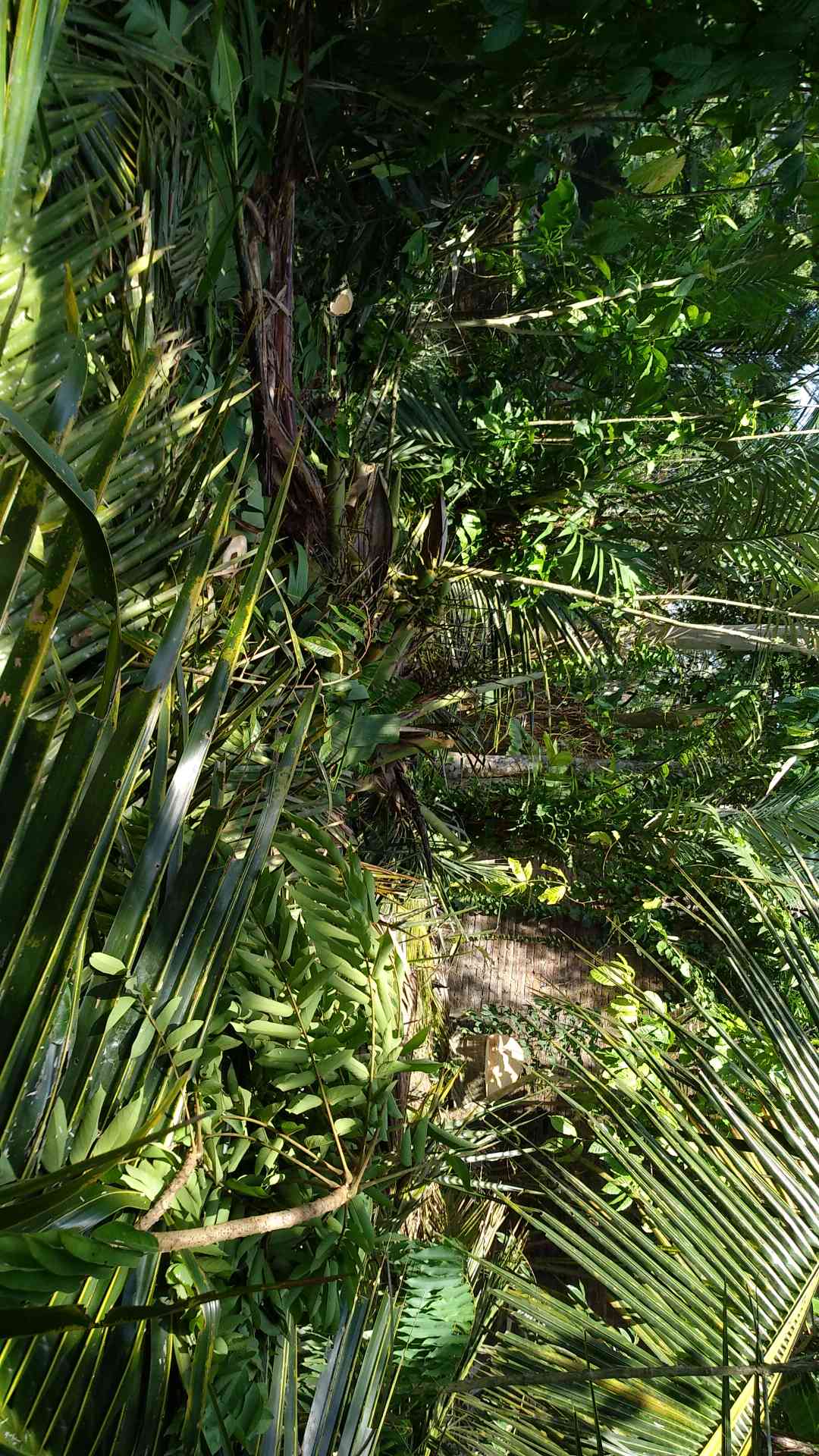 Tanaman Bonsai Delima Mini