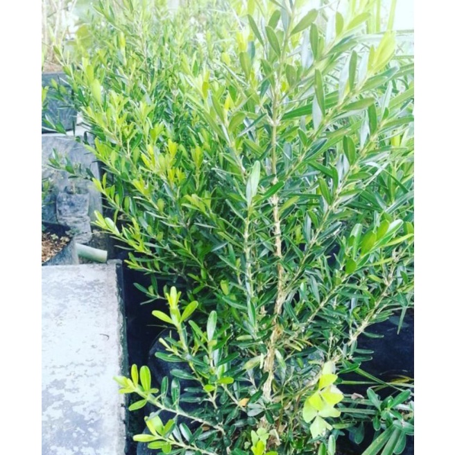 Bahan Bonsai Boksus Rimbun Besar