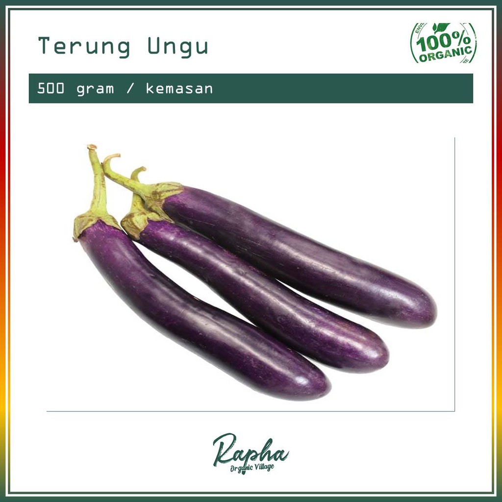 

Terung Ungu Organik