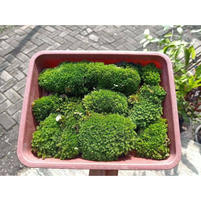 

moss forest moss darat Terarium paludarium