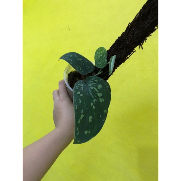 Scindapsus Argyraeus atau Scindapsus Tri Color