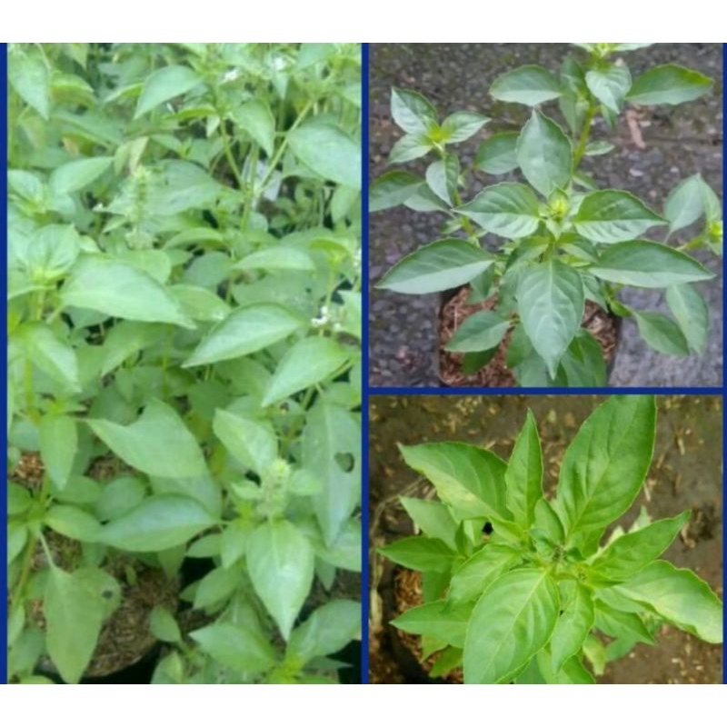 Bibit kemangi siap tanam