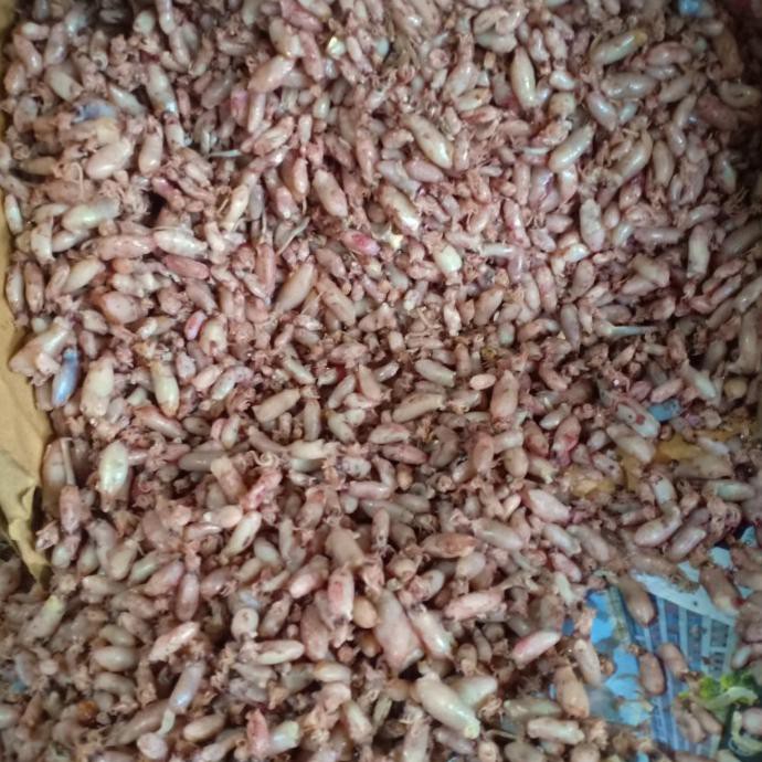 

Baby Cumi Kering Per 1Kg