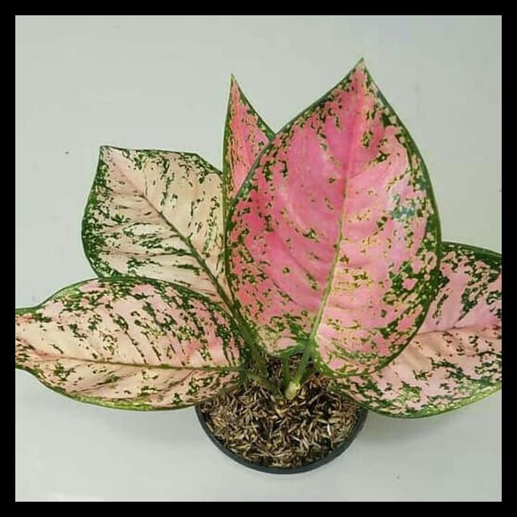 Pohon Aglonema Ruby Pink Dewasa / Tanaman Aglaonema Ruby Super Pink
