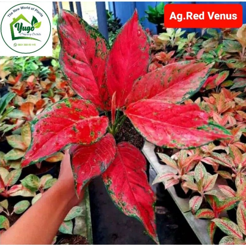 Tanaman Hias Aglonem Red Venus Besar Dewasa Daun Banyak Tanaman Hias aglo Venus Merah
