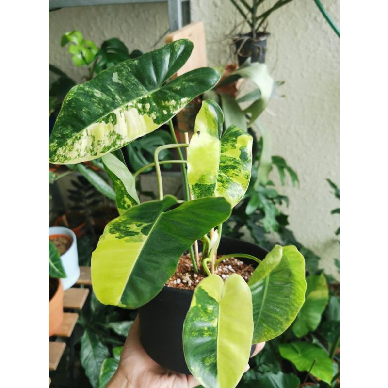 Tanaman hias philodendron burlemarx variegata ( brekele ) - Philo brekele - variegata - philo