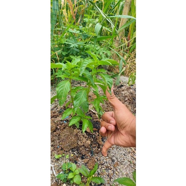 

DAUN KEMANGI KING TOBA (tanaman daun kemangi )