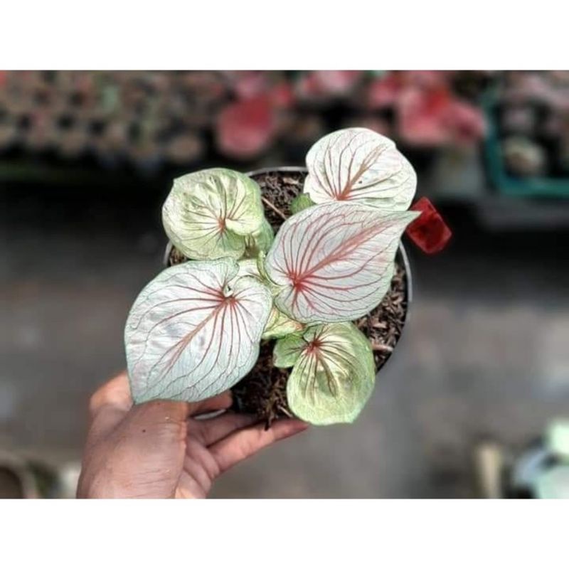 Umbi Caladium white Angel -  gardenflower.id keladi hias hybrid import thailand