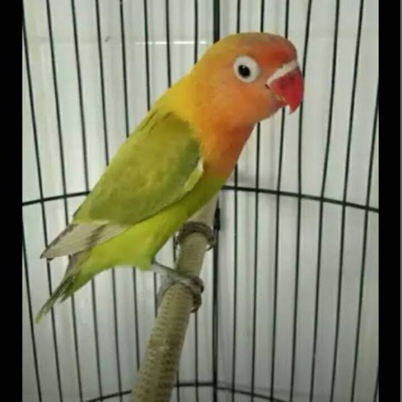 lovebird josan dan paskun